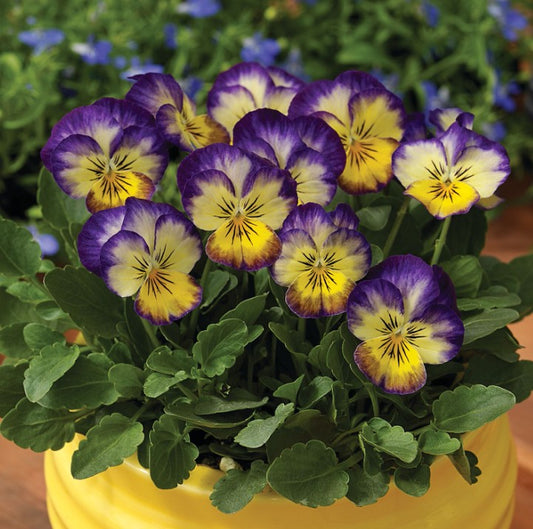Viola F1 'Penny Primrose Picotee' - fjóla
