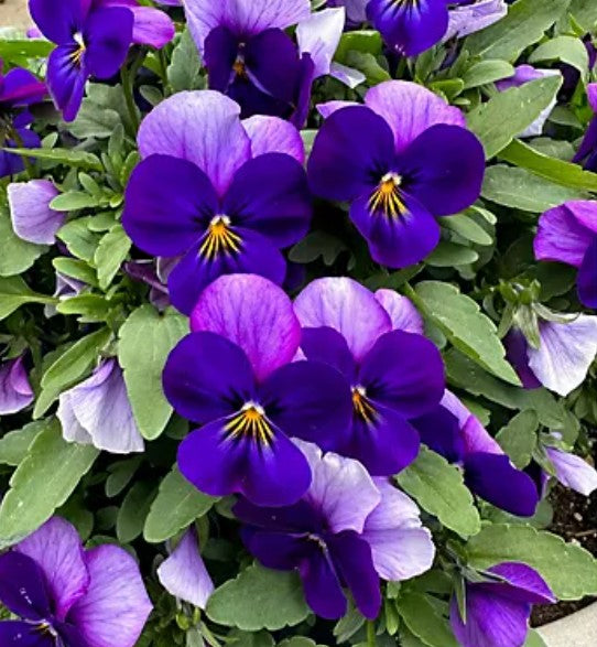 Viola F1 'Select Neon Flash' - fjóla