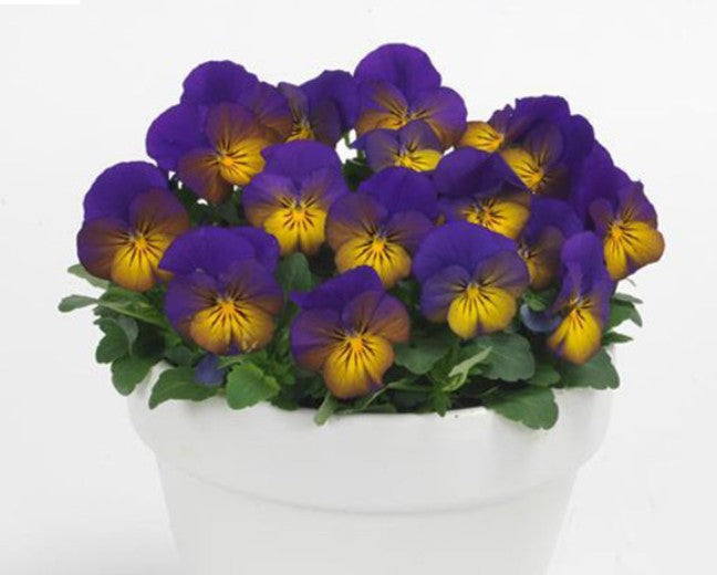 Viola F1 'Sorbet Morpho' - fjóla