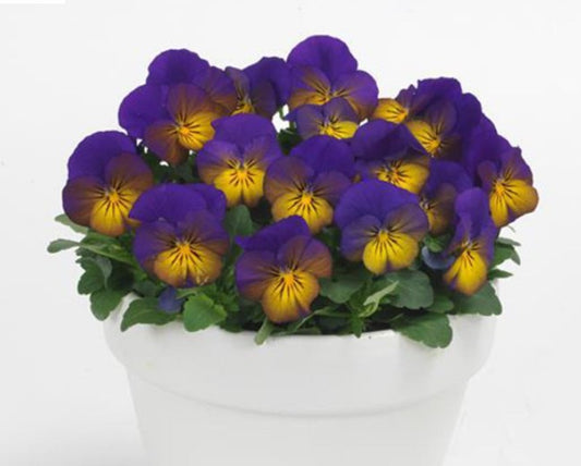 Viola F1 'Sorbet Morpho' - fjóla