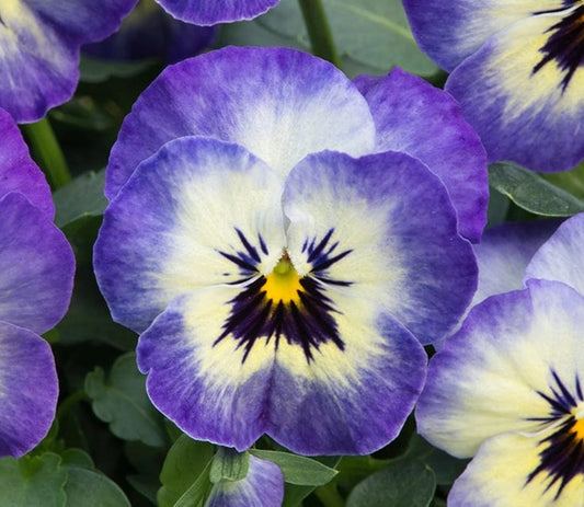 Viola F1 'Sorbet Neptune' - fjóla