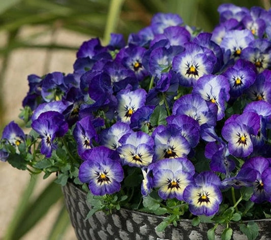 Viola F1 'Sorbet Neptune' - fjóla