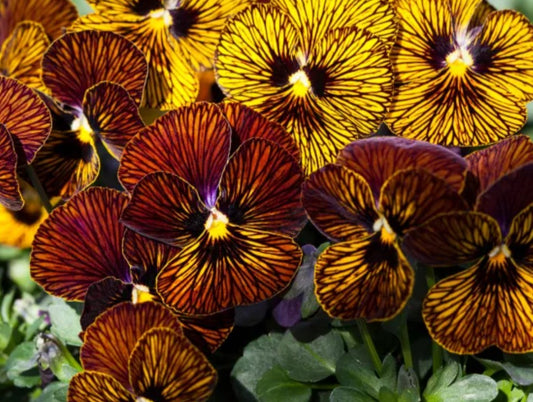 Viola 'Tiger Eye Red' - fjóla