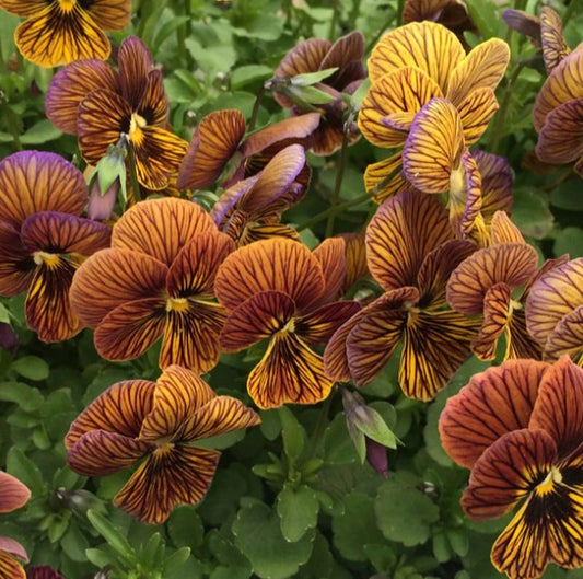 Viola 'Tiger Eye Red' - fjóla