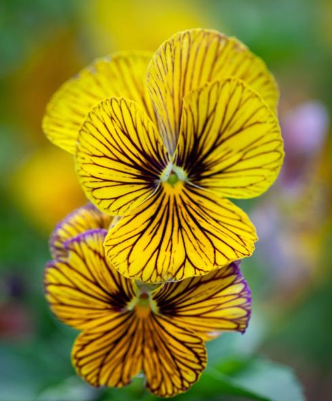 Viola 'Tiger Eye Yellow' - fjóla