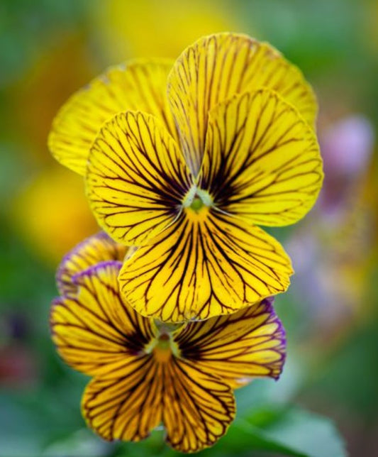 Viola 'Tiger Eye Yellow' - fjóla