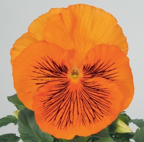 Viola 'F1 Cats Orange' - stjúpa