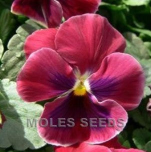 Viola 'F1 Pax Pink Shades' - stjúpa
