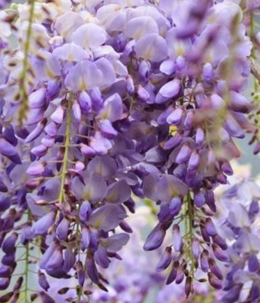 Wisteria macrostachya 'Blue Moon' - bláregn