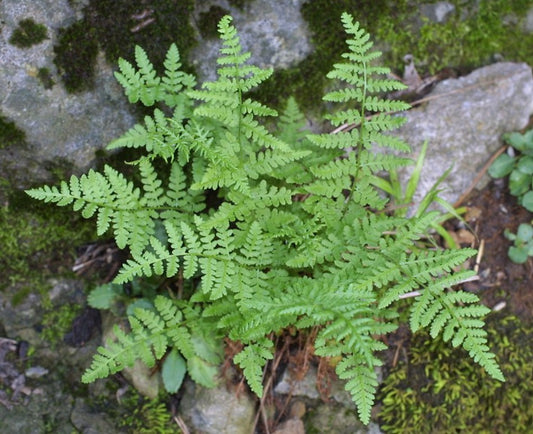Woodsia obtusa - klettaliðfætla